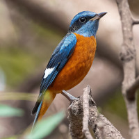 Blue-capped Rock-Thrush